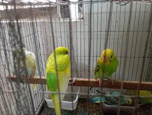 Selling 05 Budgie Birds.