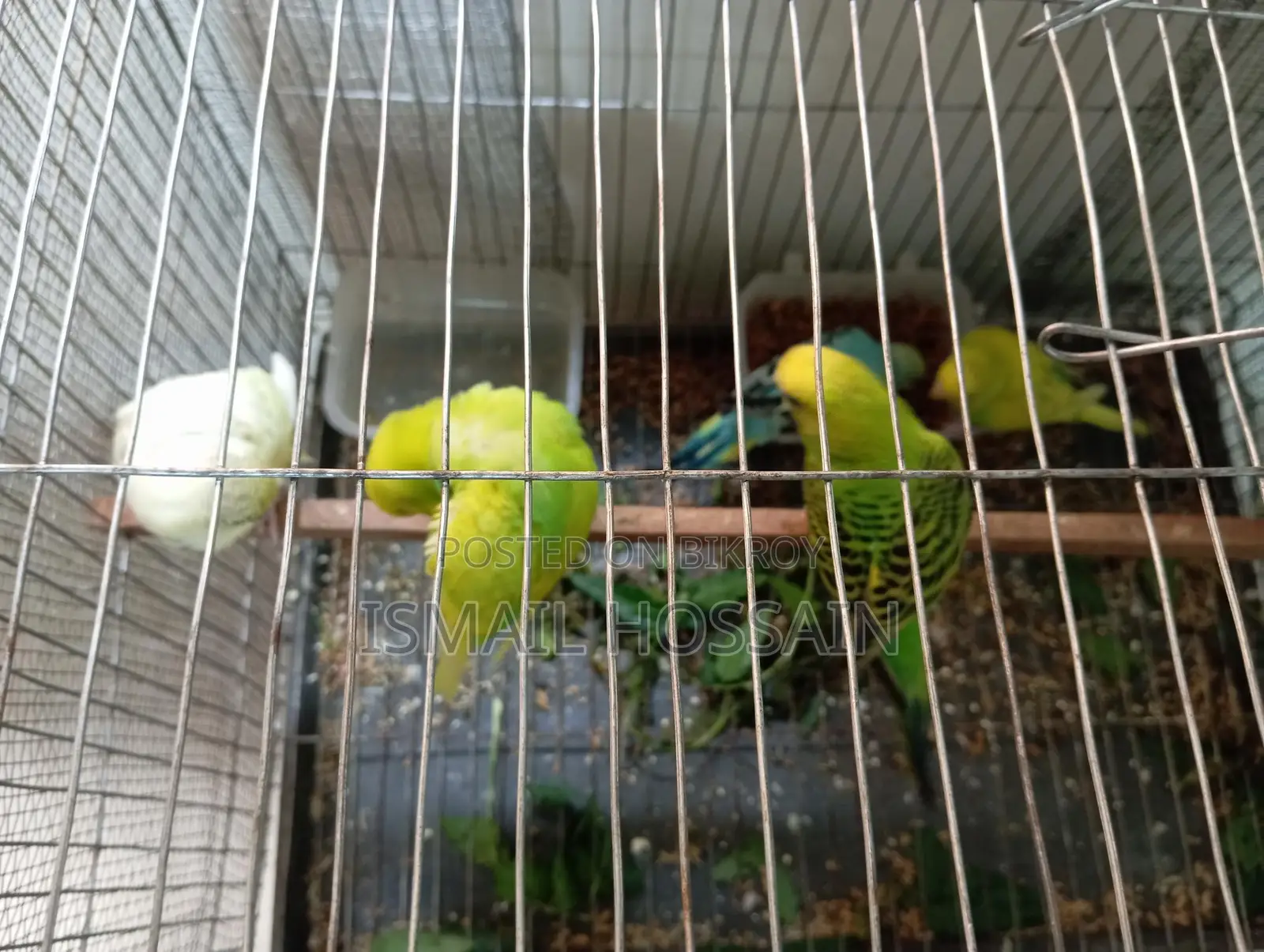 Selling 05 Budgie Birds.
