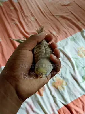 Tame Bird