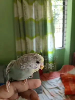 Tame Bird