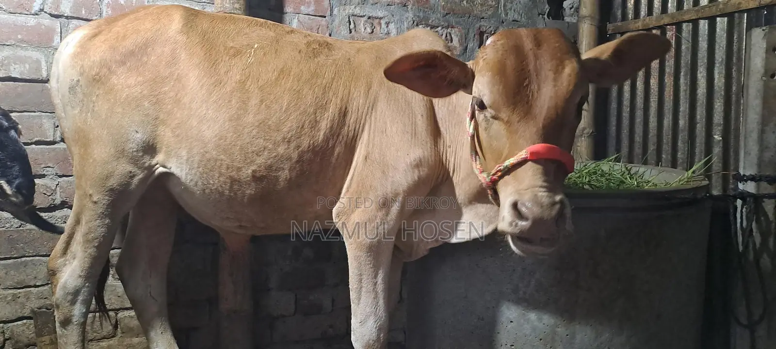 Bull Calf for Sale