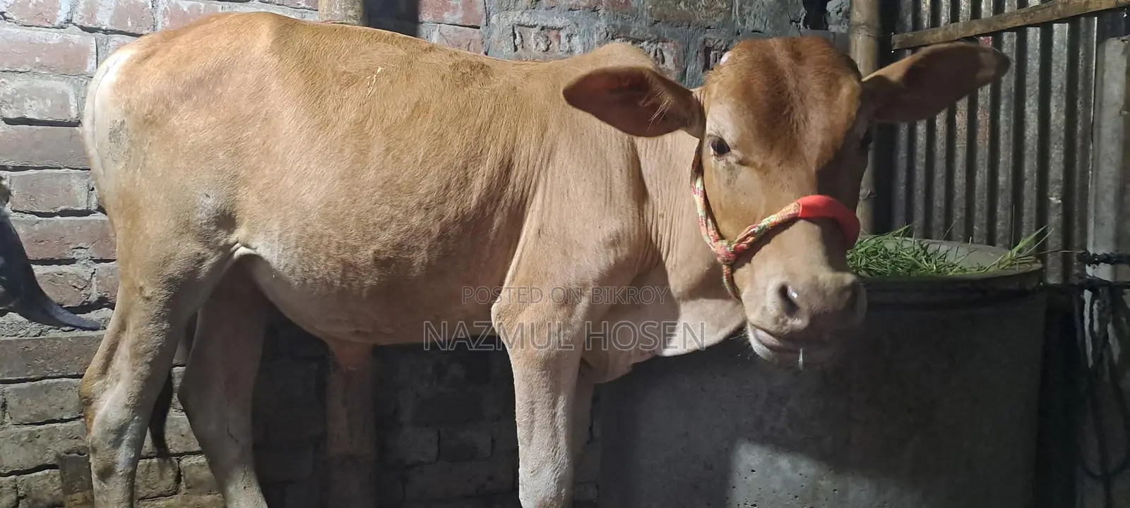 Bull Calf for Sale