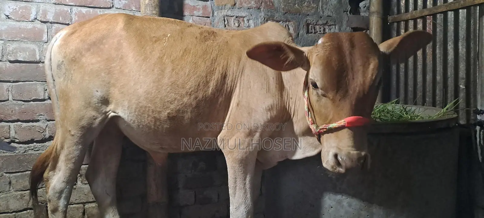Bull Calf for Sale