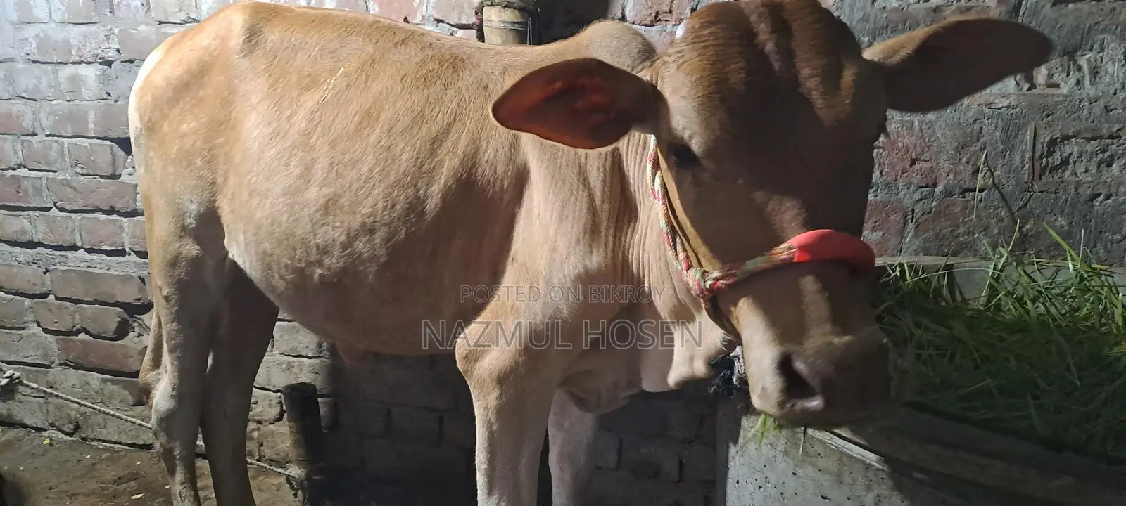 Bull Calf for Sale