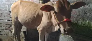 Bull Calf for Sale