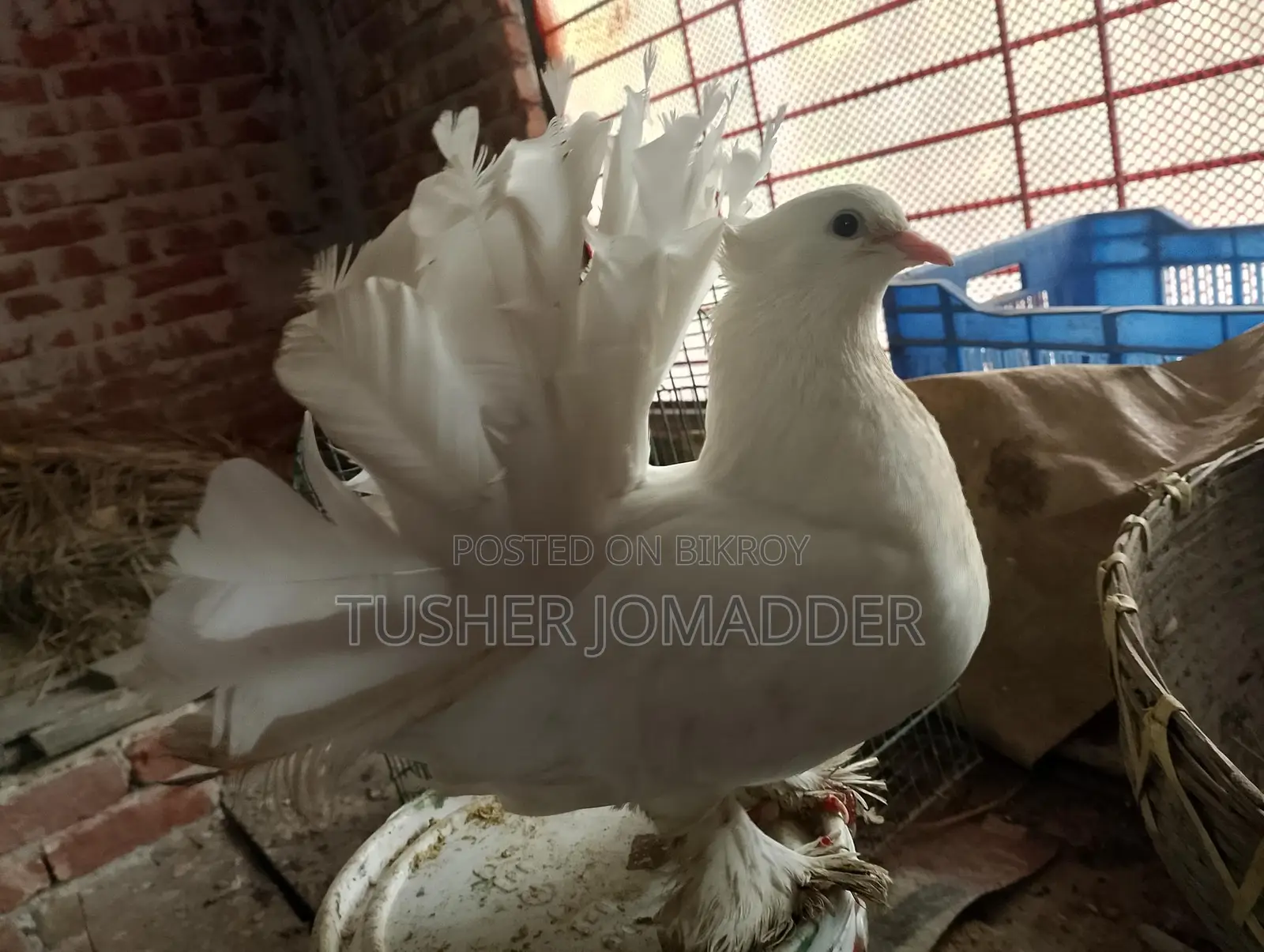 Lakha Pigeon