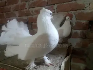 Lakha Pigeon