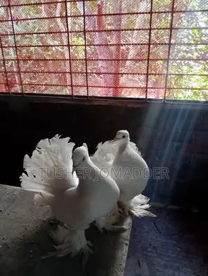 Lakha Pigeon