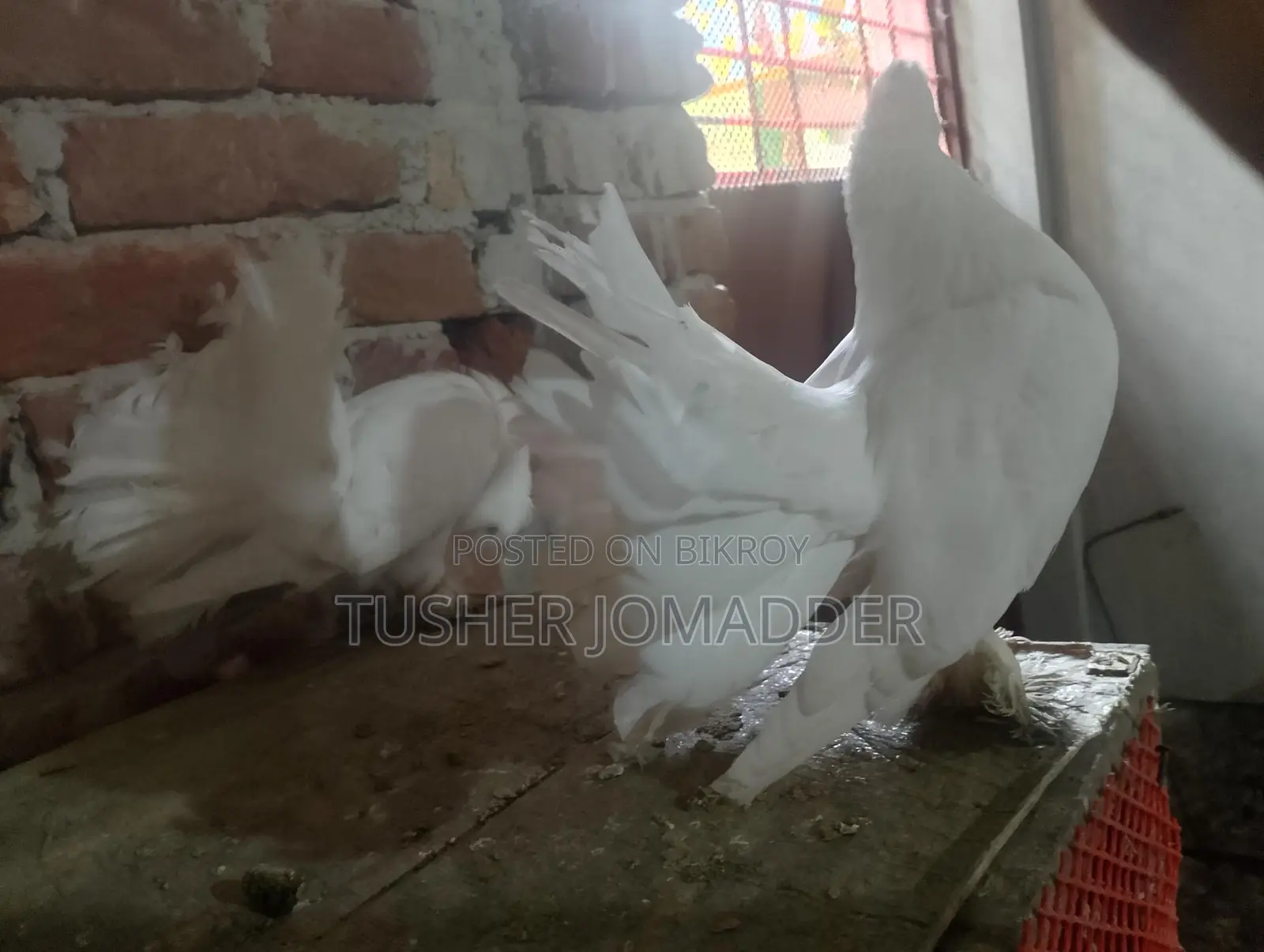 Lakha Pigeon