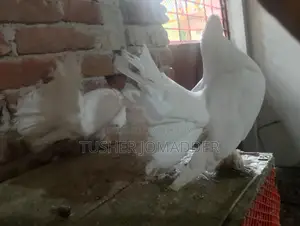 Lakha Pigeon