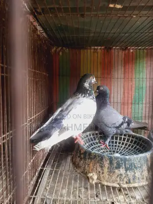 পোষা পাখি
