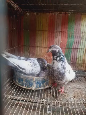 পোষা পাখি