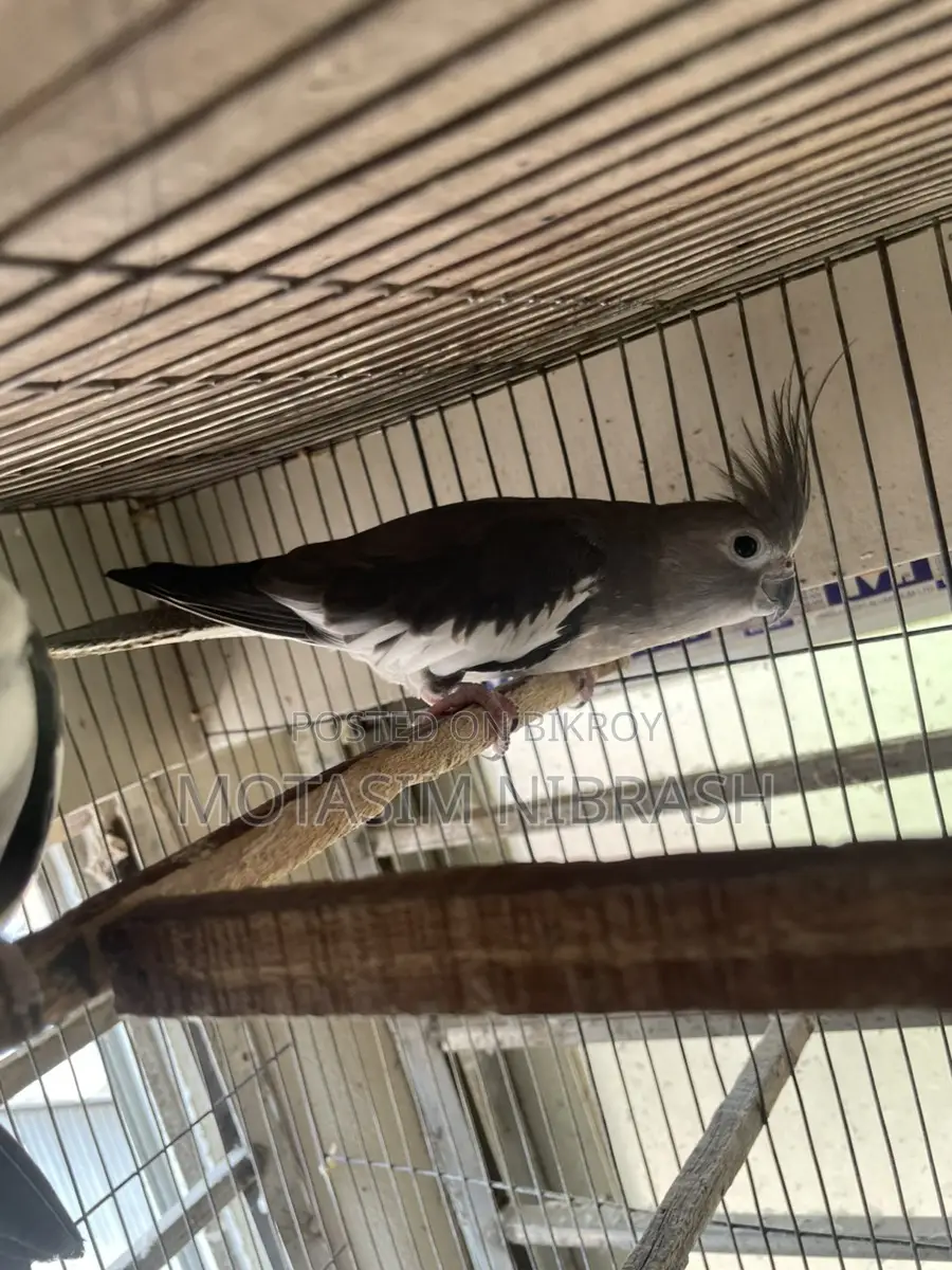 Cocatail Bird