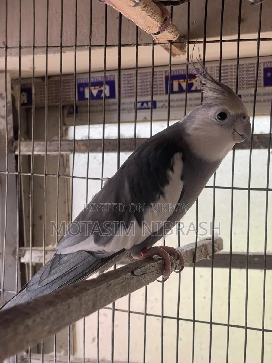 Cocatail Bird