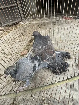 কবুতরের বাচ্চা