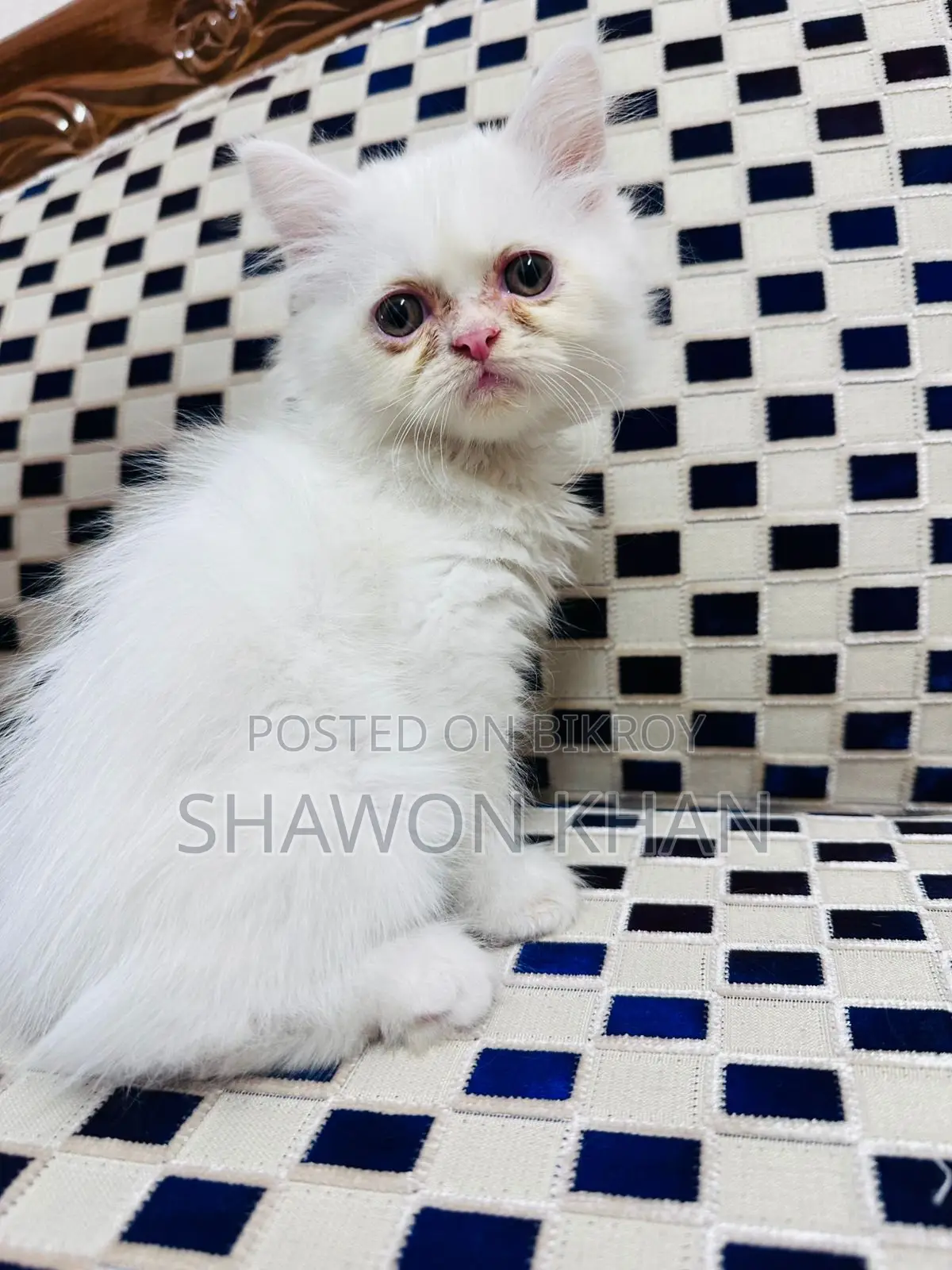 Traditional Persian Cat