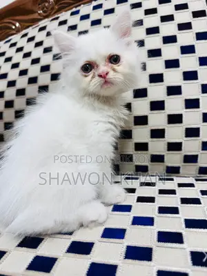 Traditional Persian Cat