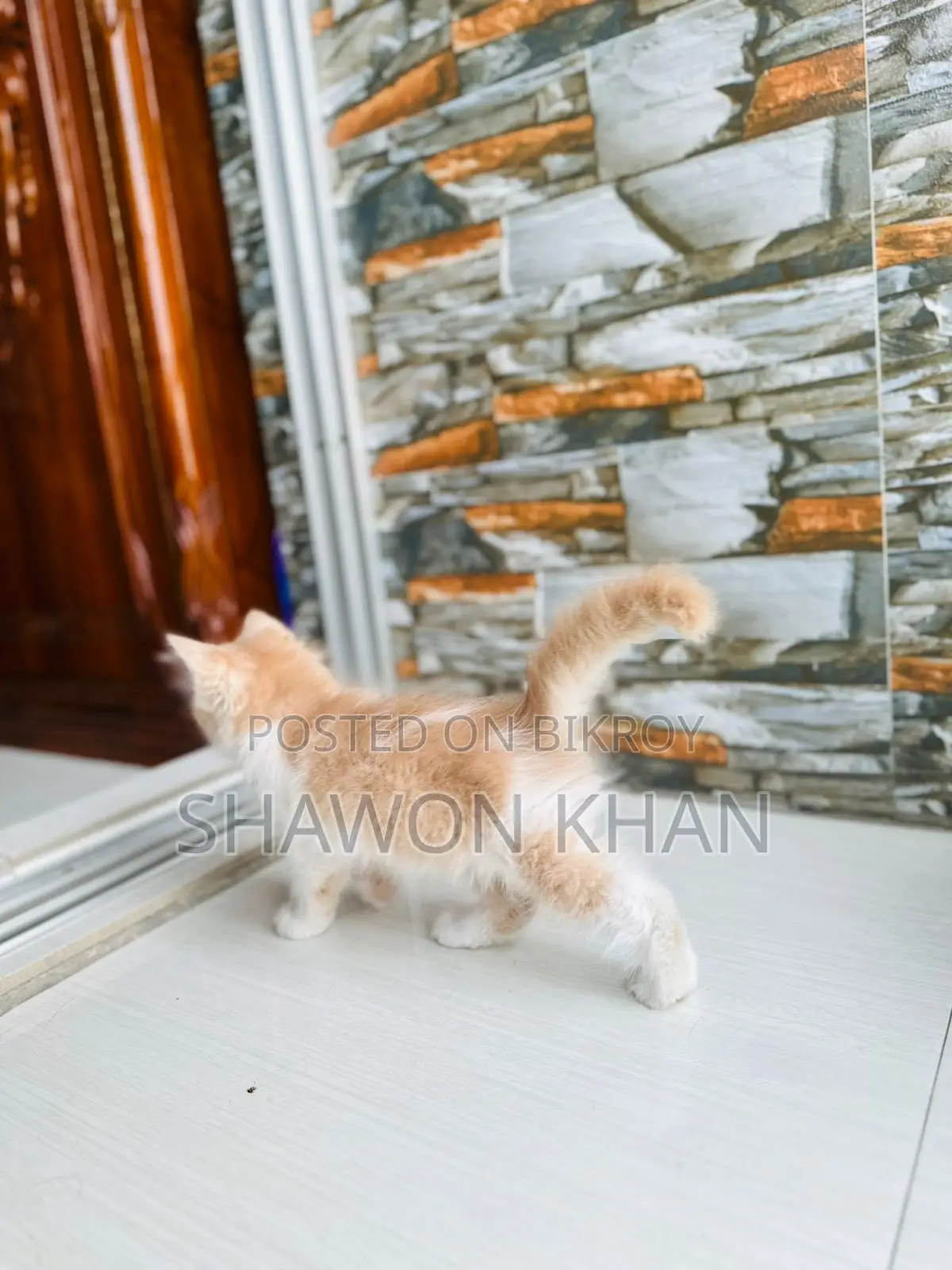 Traditional Persian Cat