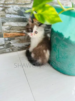 Traditional Persian Cat