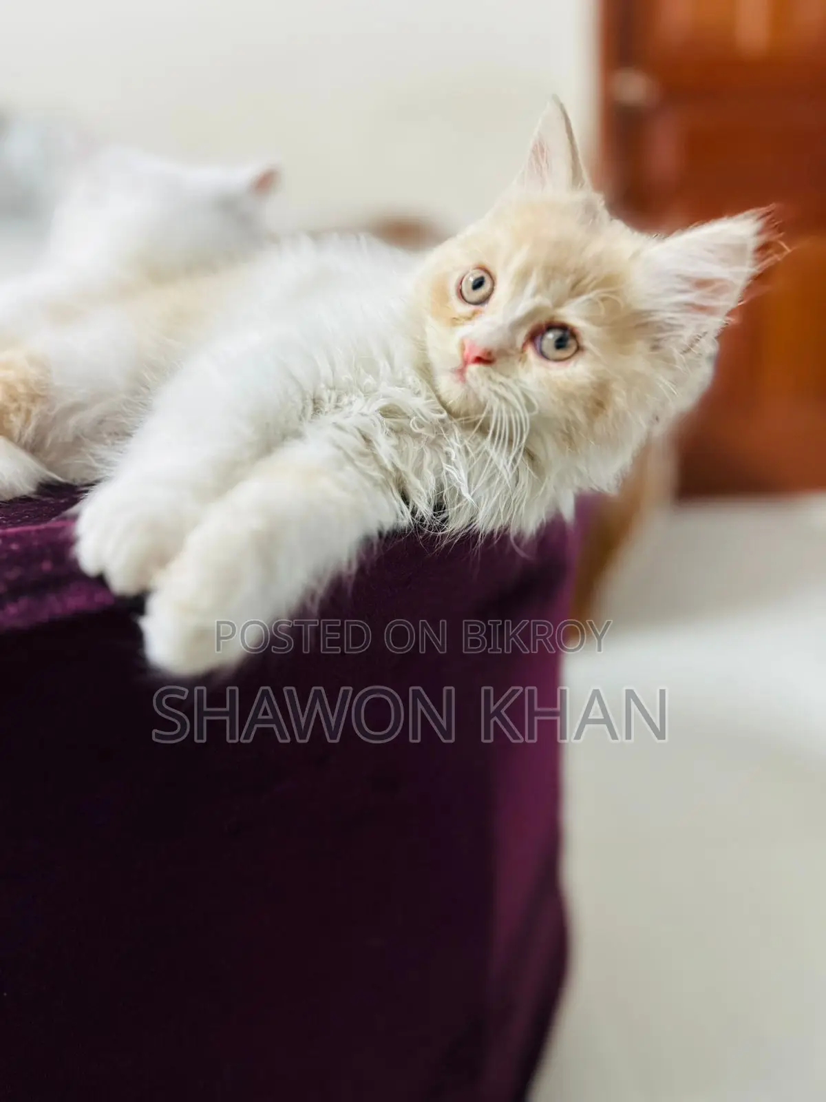 Traditional Persian Cat
