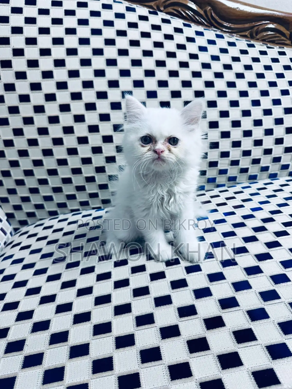 Traditional Persian Cat