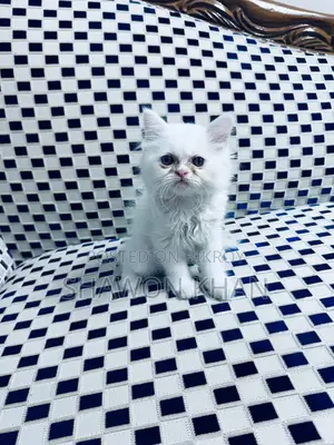 Traditional Persian Cat