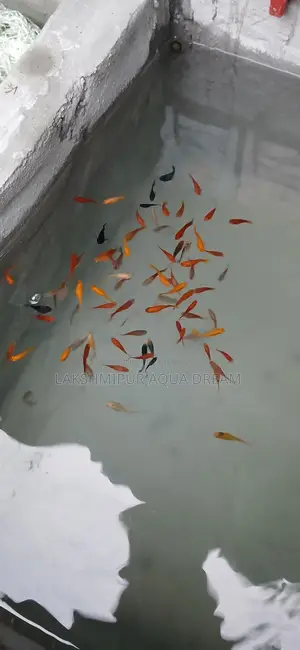 মলি মাছ দামি ও কম লক্ষ্মীপুরের ভিতর