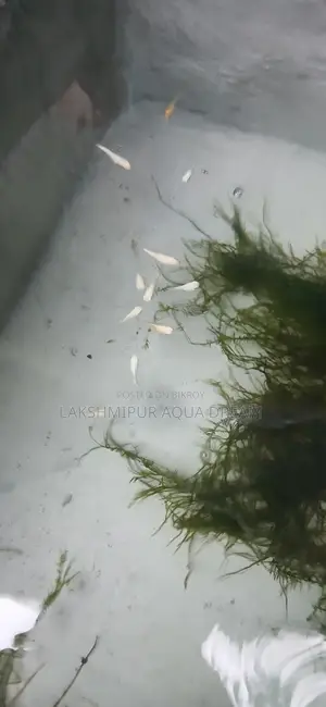মলি মাছ দামি ও কম লক্ষ্মীপুরের ভিতর