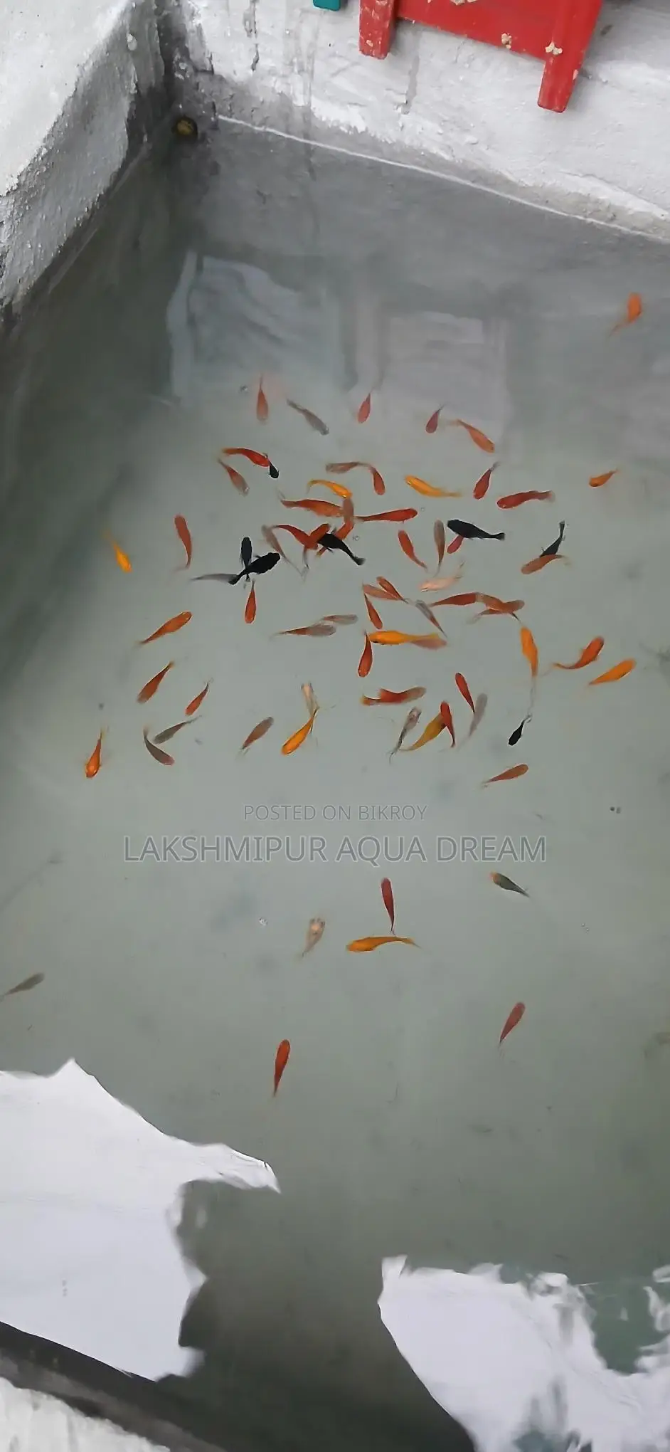 মলি মাছ দামি ও কম লক্ষ্মীপুরের ভিতর