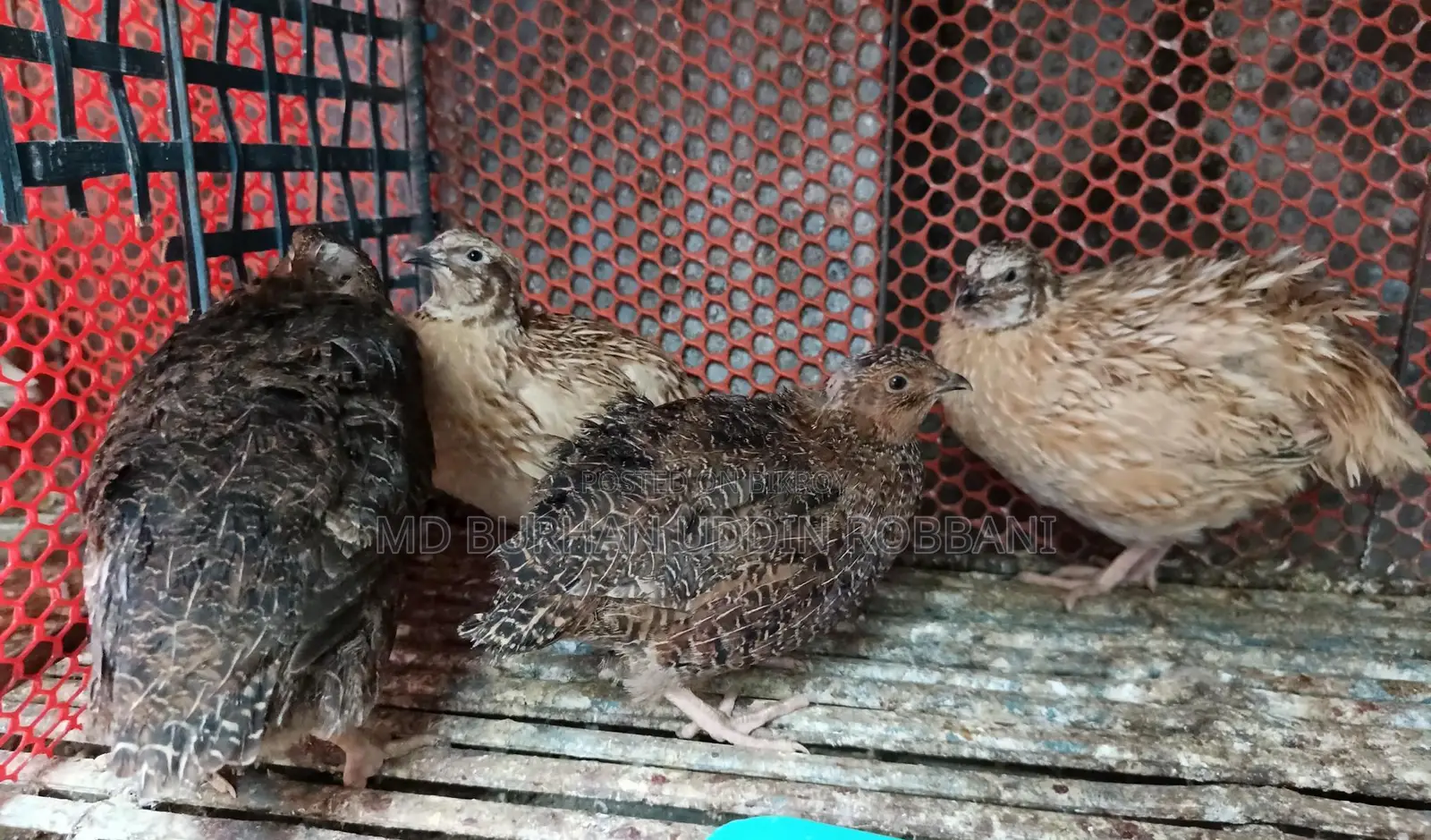 European White Coturnix Quail