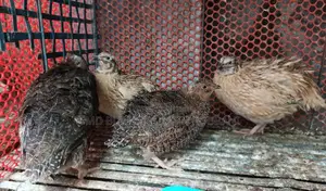 European White Coturnix Quail