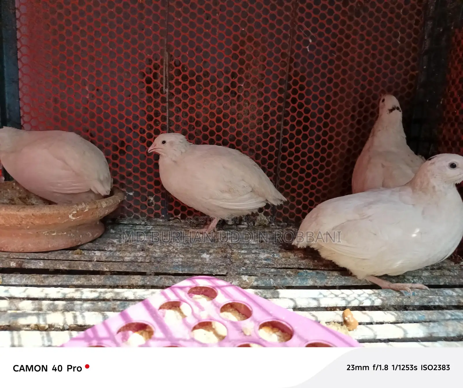 European White Coturnix Quail