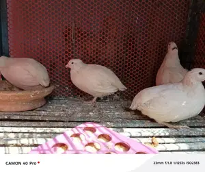 European White Coturnix Quail