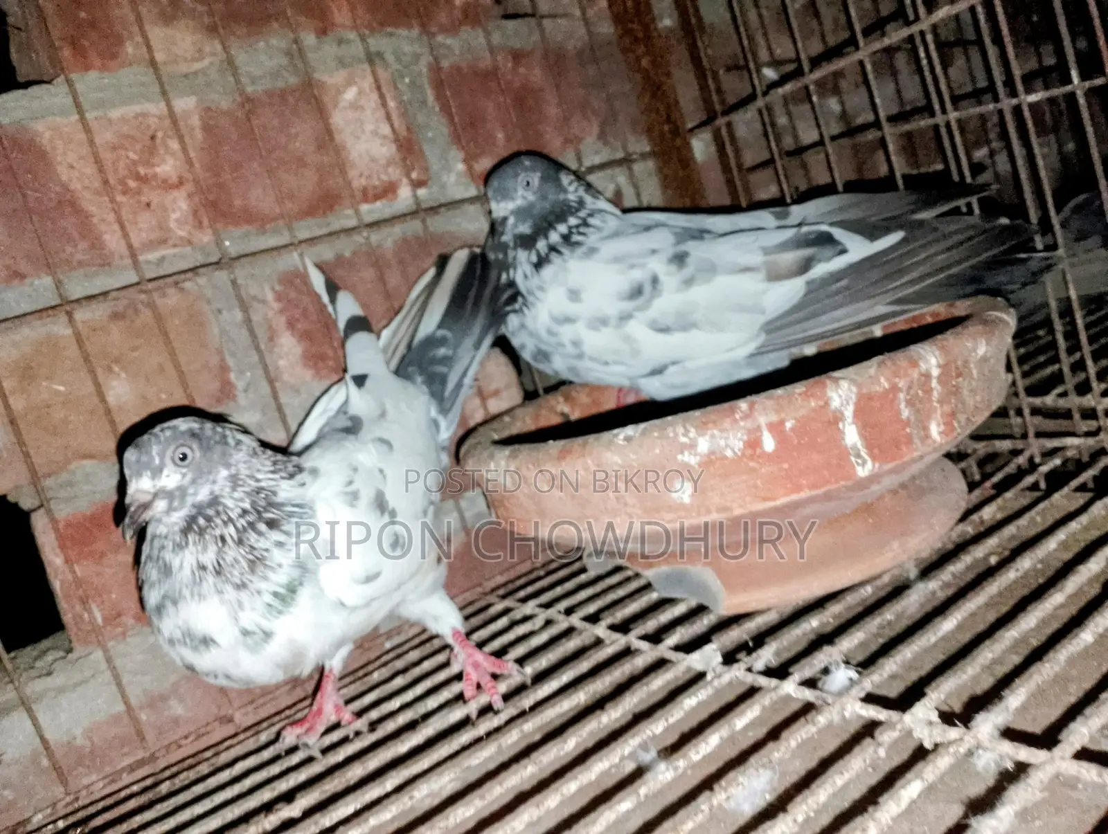 দুই জোড়া নিউ এডাল্ট রানিং গিরিবাজ কবুতর এবং পিস বাচ্চা ও চিলা নর