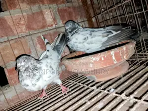 দুই জোড়া নিউ এডাল্ট রানিং গিরিবাজ কবুতর এবং পিস বাচ্চা ও চিলা নর