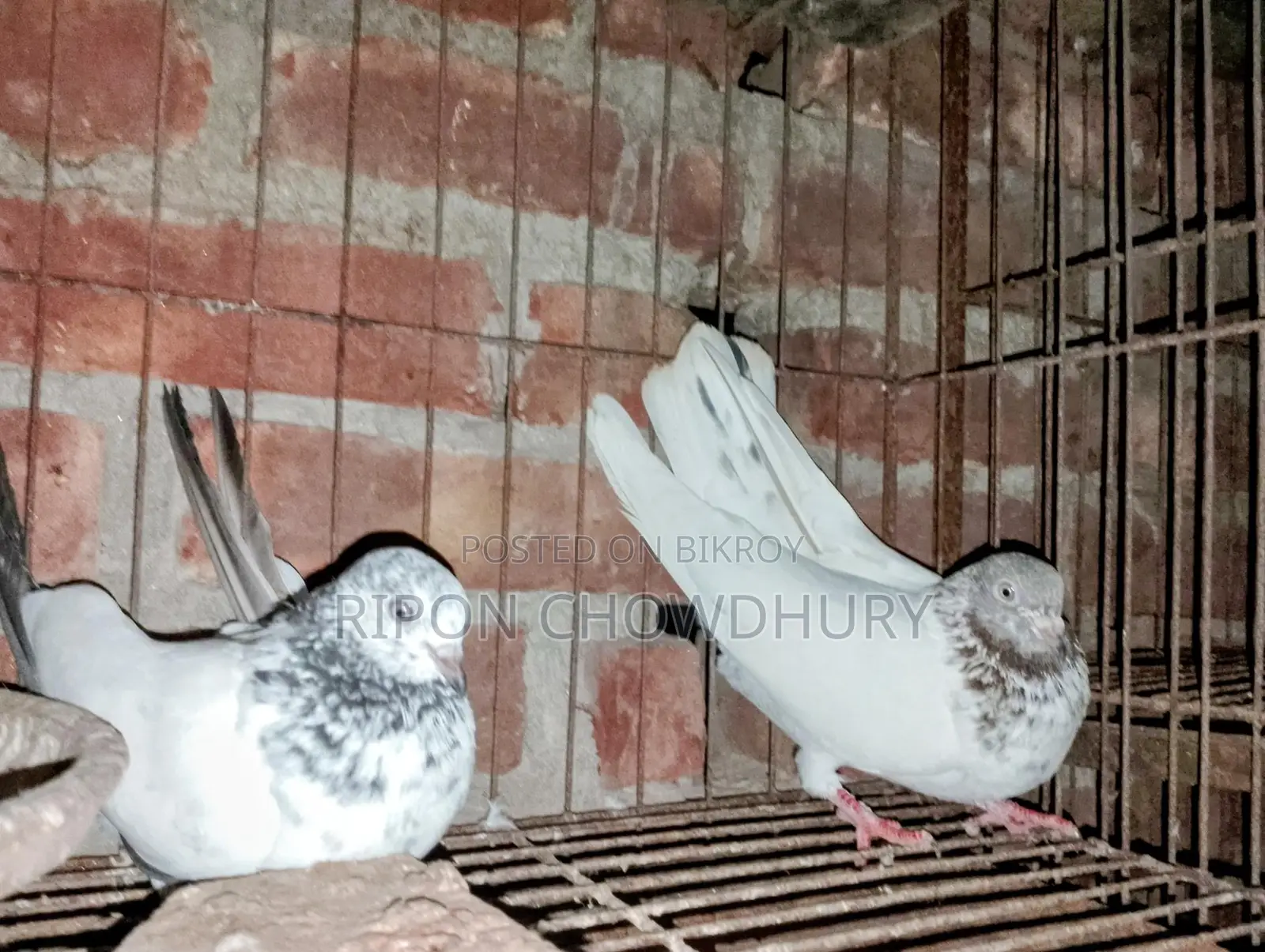 দুই জোড়া নিউ এডাল্ট রানিং গিরিবাজ কবুতর এবং পিস বাচ্চা ও চিলা নর