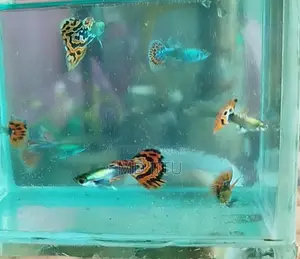 Guppy Fish