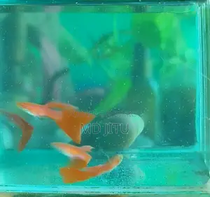 Guppy Fish