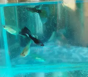 Guppy Fish