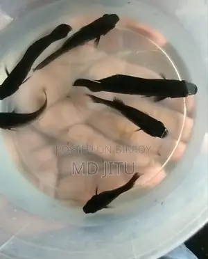 Guppy Fish