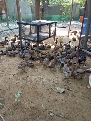 মাংস খাওয়ার পাঁতি হাঁস