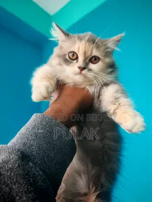 পার্সিয়ান বিড়াল বয়সঃ 3 মাস ,+