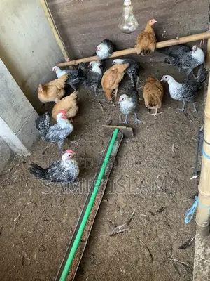 টাইগার মুরগির বাচ্চা সেল করা হবে