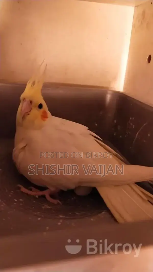 Cockatiel Bird