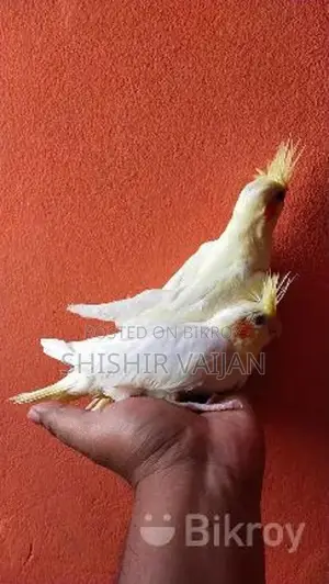 Cockatiel Bird