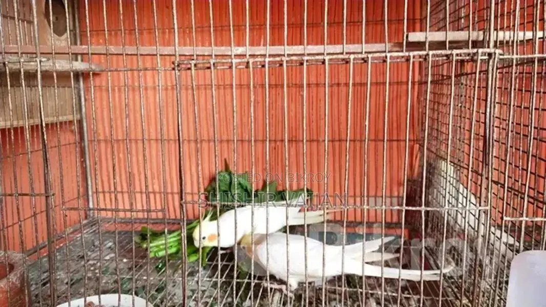 Cockatiel Bird