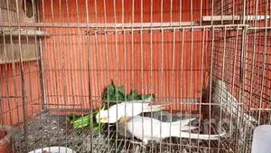 Cockatiel Bird