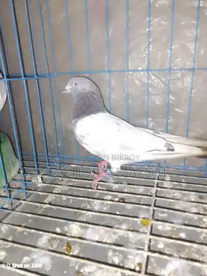 পাকিস্তানি হাই ফ্লাইং