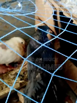 দেশি কবুতর