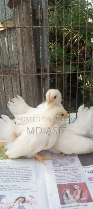 জাপানিজ ব্যন্থমের দের মাসের বাচ্চা